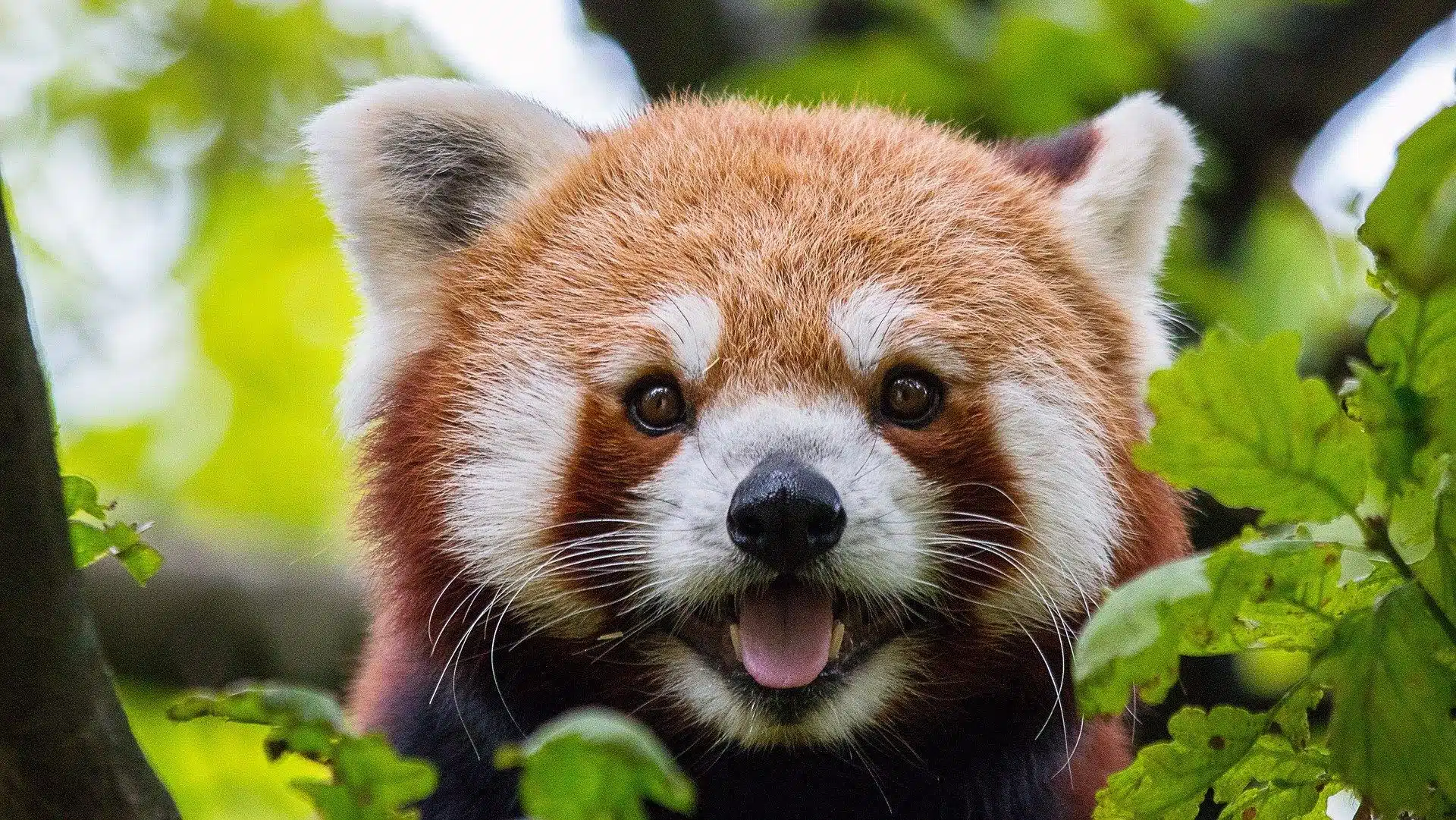 panda rojo